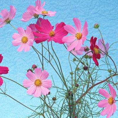 79岁郑少秋官宣退休